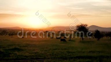 日落时的非洲草原景观，有相思树和放牧的水牛